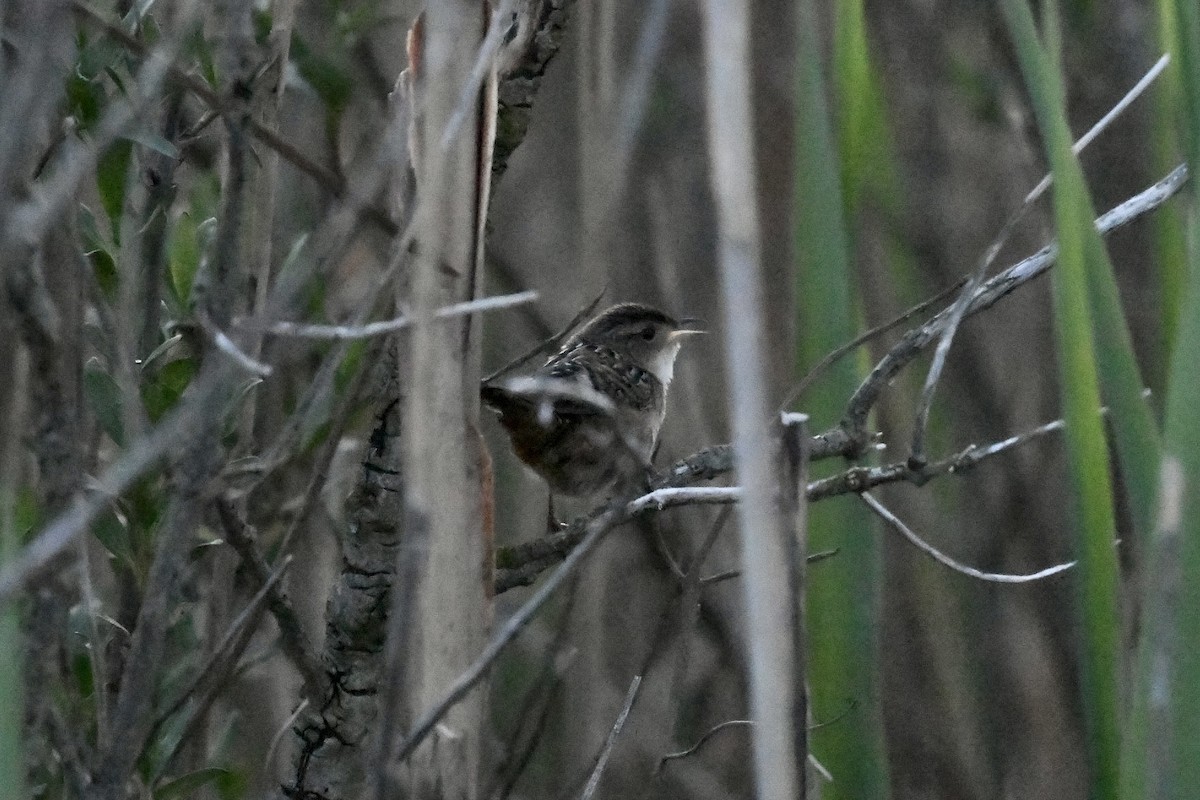 Sedge Wren - ML617826380