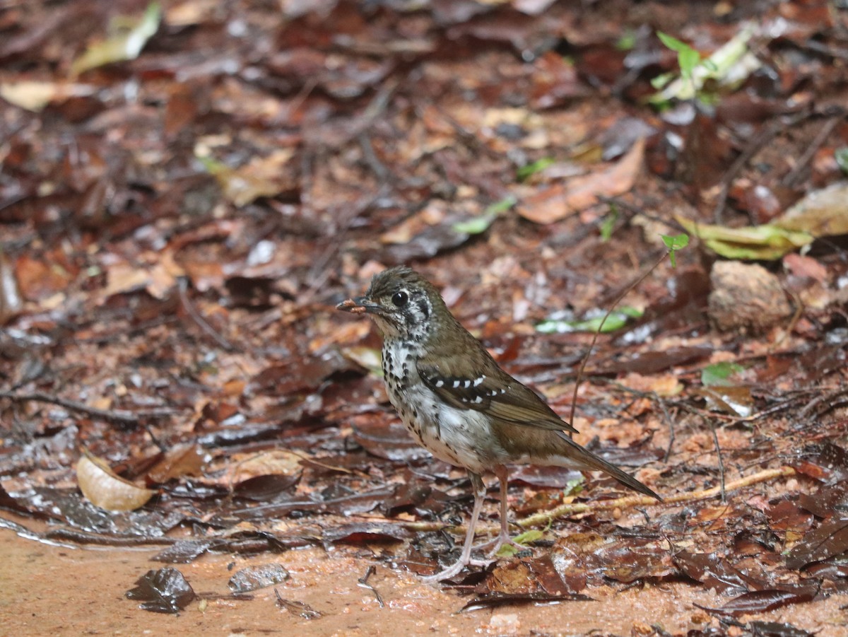 Spot-winged Thrush - ML617826384