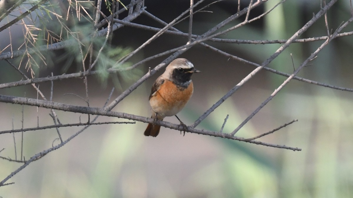 Common Redstart (Common) - Vlad Sladariu