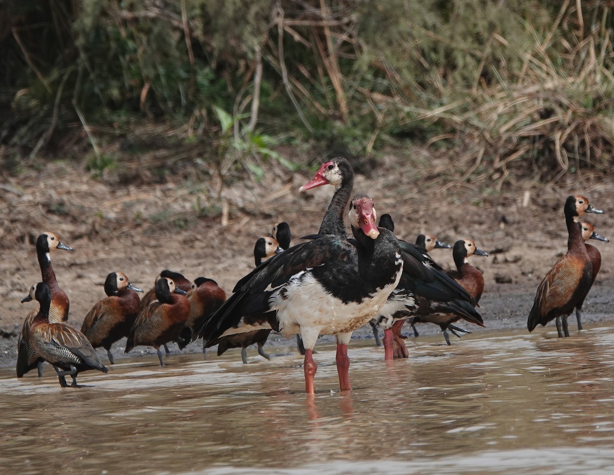 Spur-winged Goose - ML617826410
