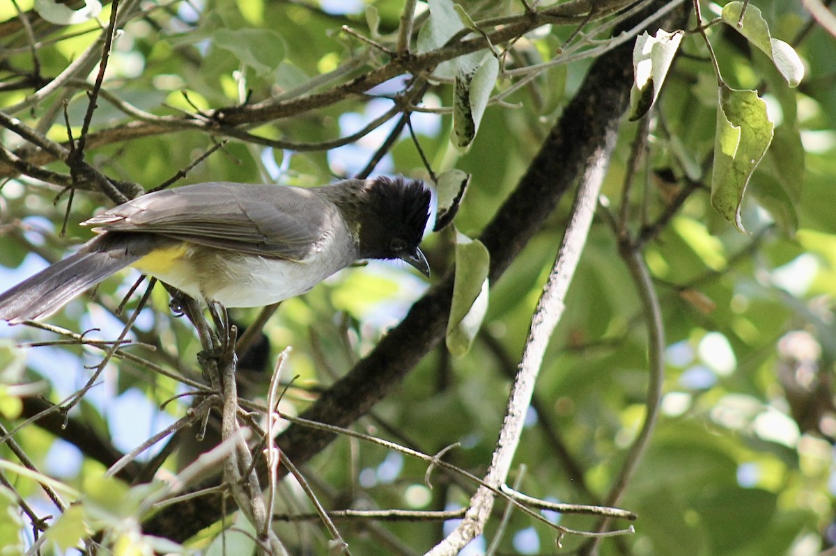 Common Bulbul - Ella Seifert