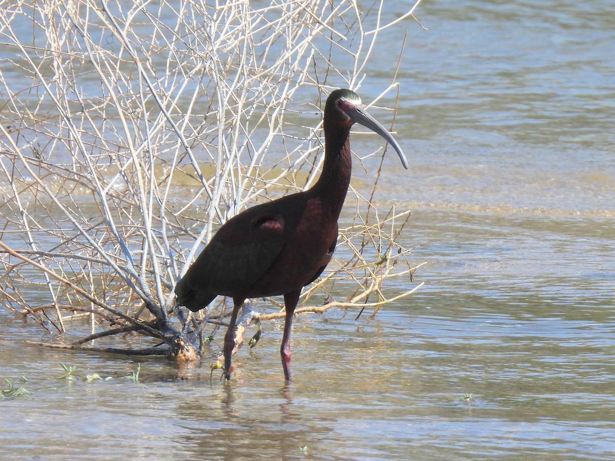 ibis americký - ML617826427
