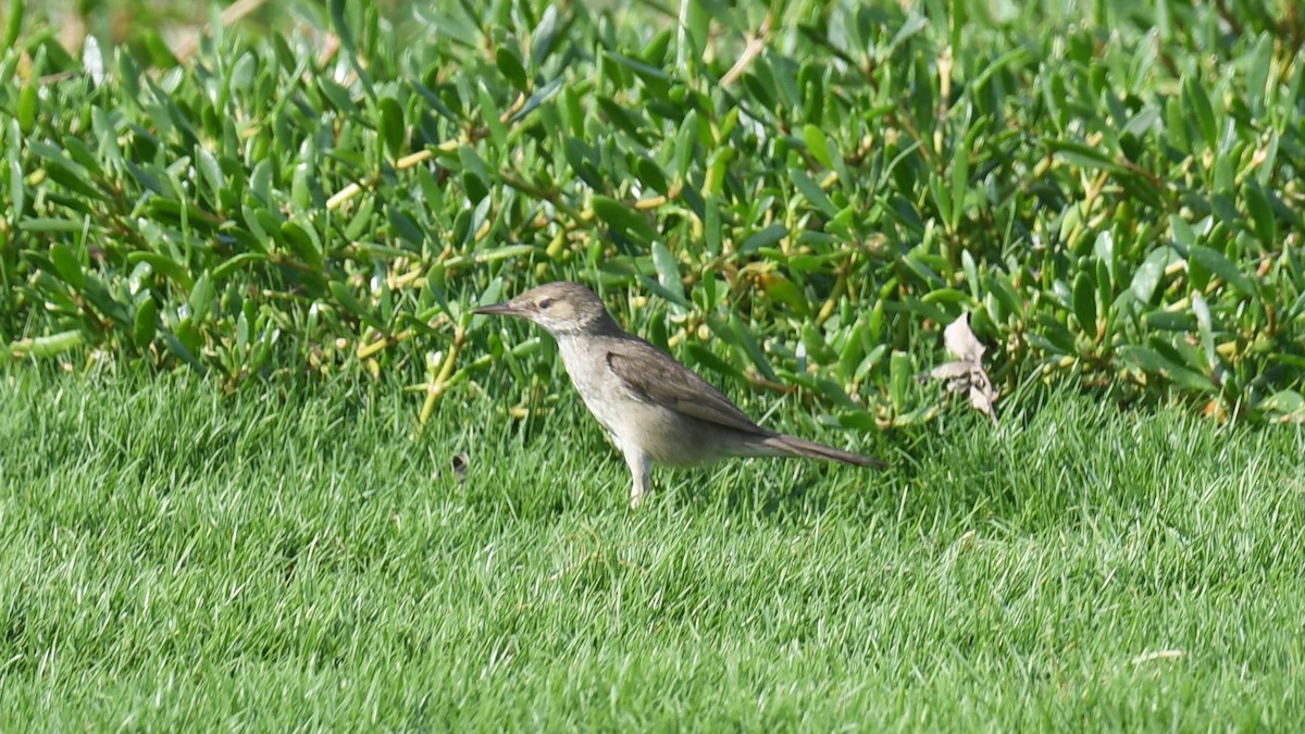 Clamorous Reed Warbler (Brown) - ML617826478