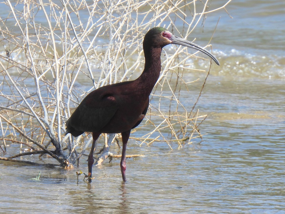 ibis americký - ML617826516