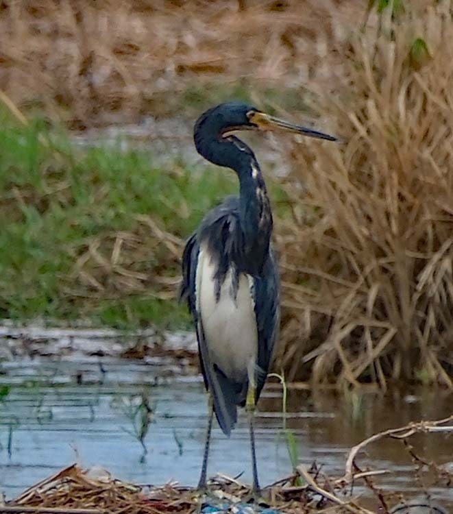 Tricolored Heron - ML617826528