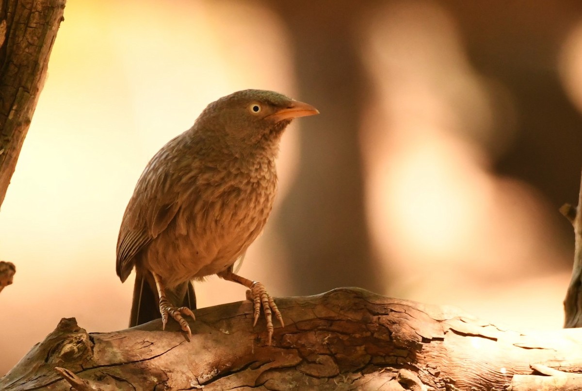 Jungle Babbler - ML617826530