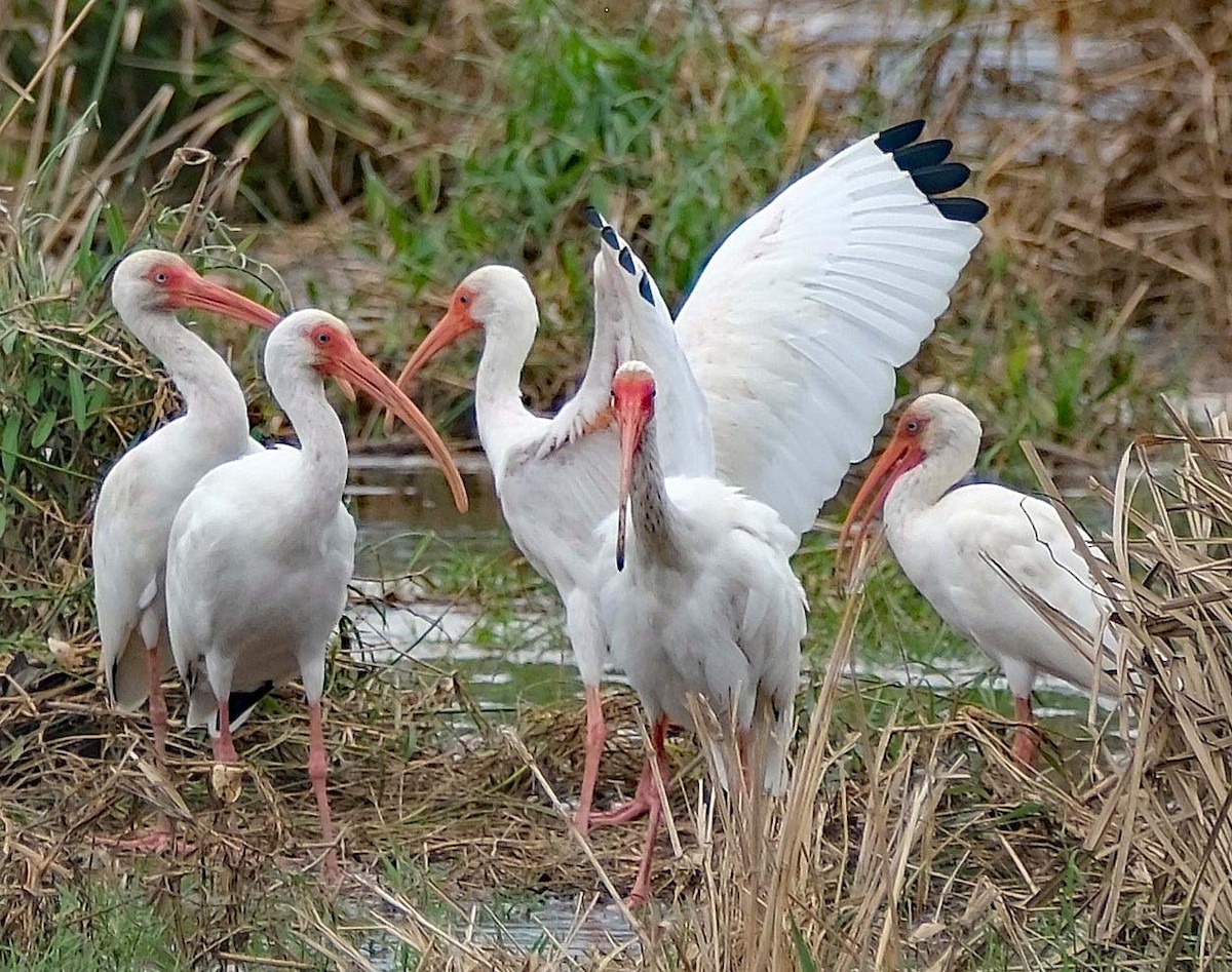 White Ibis - ML617826535