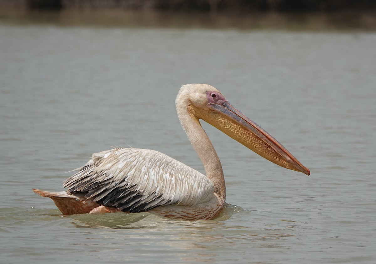Great White Pelican - Nick Addey