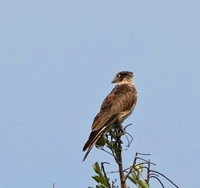 Crested Caracara (Northern) - ML617826574