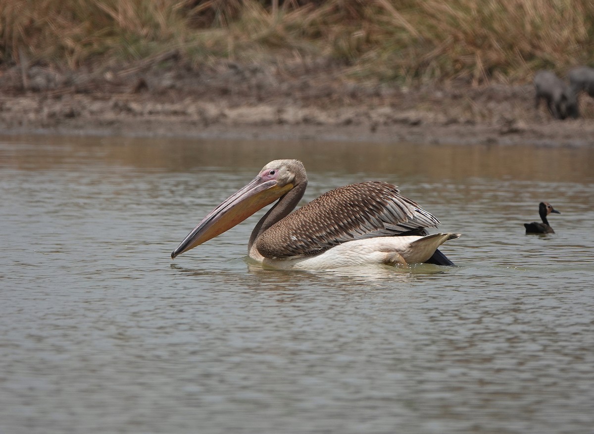 Great White Pelican - Nick Addey