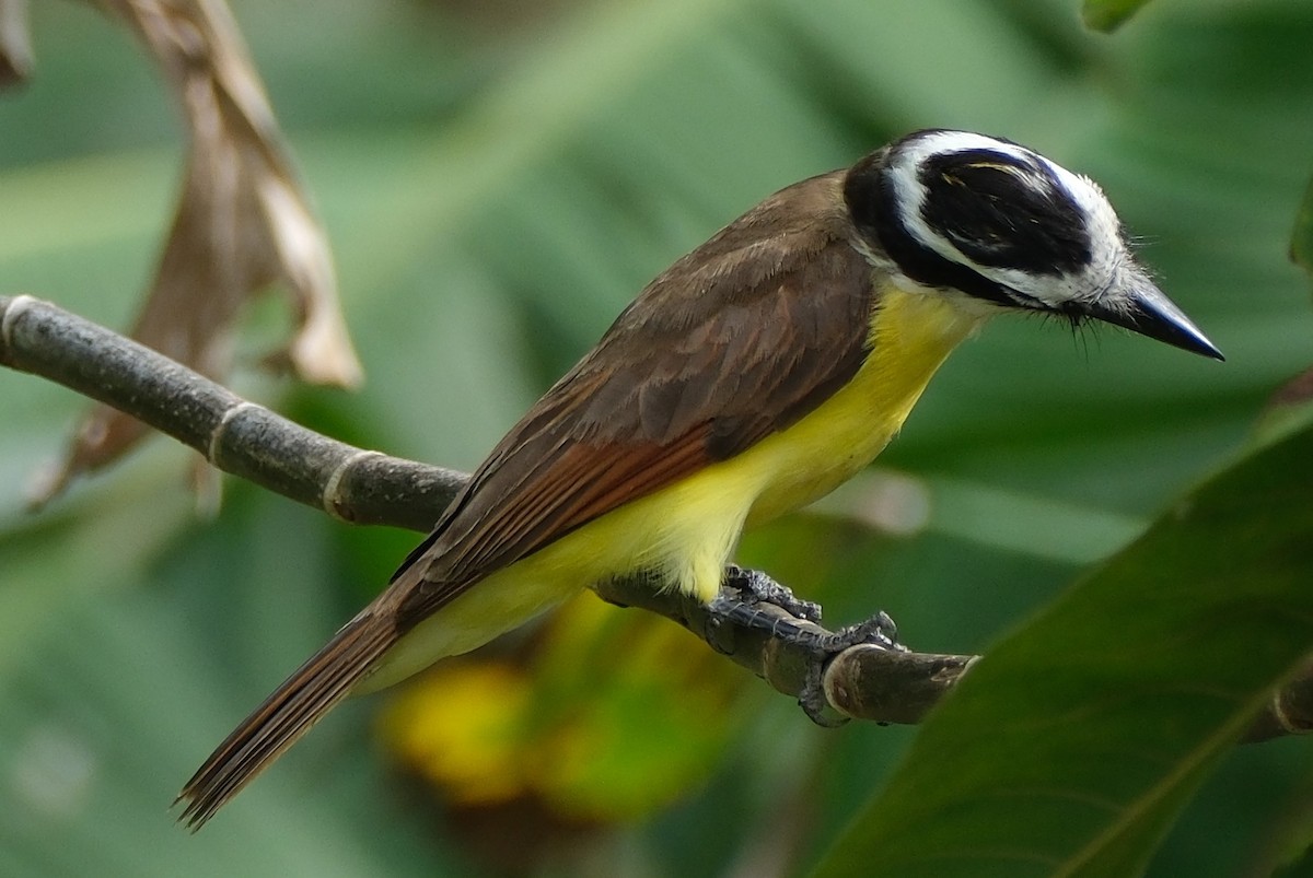 Great Kiskadee - ML617826594