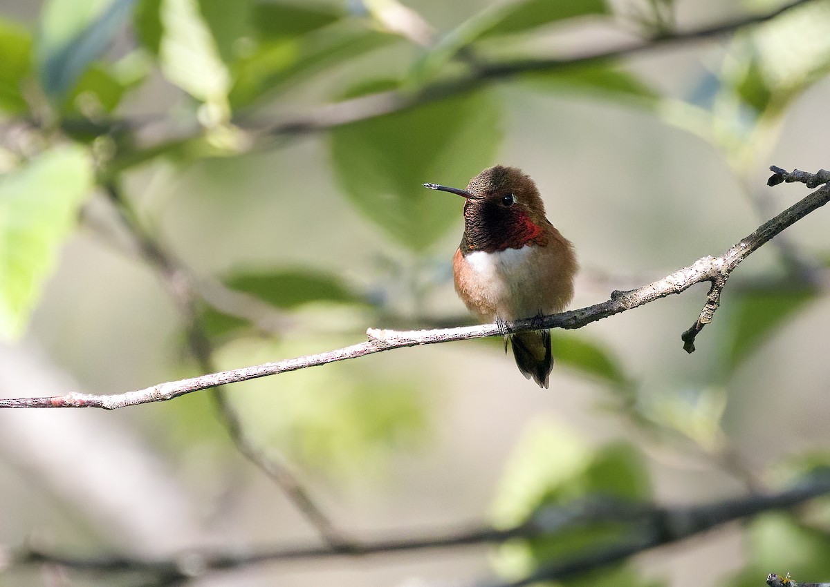 Rufous Hummingbird - ML617826676