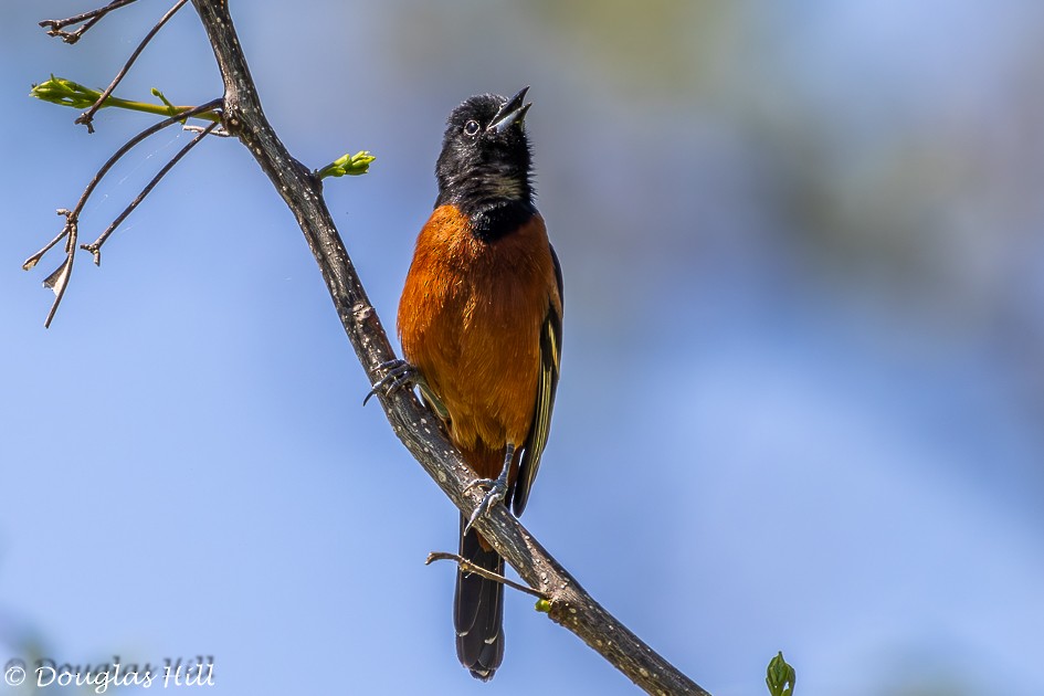 Orchard Oriole - ML617826695