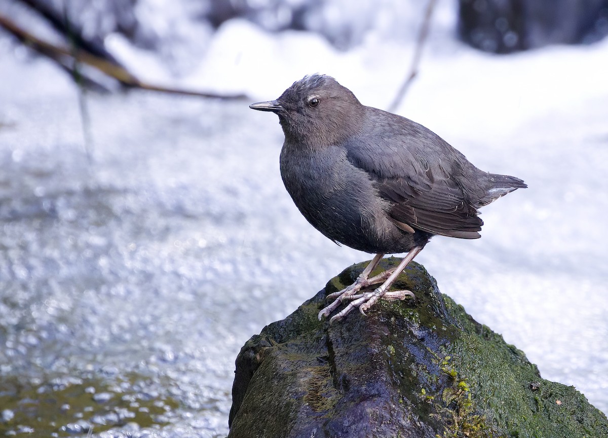 American Dipper - ML617826709