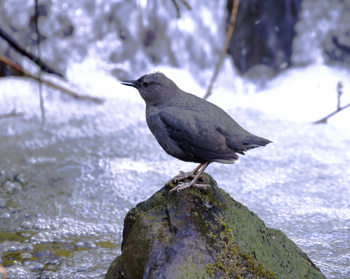 American Dipper - ML617826711