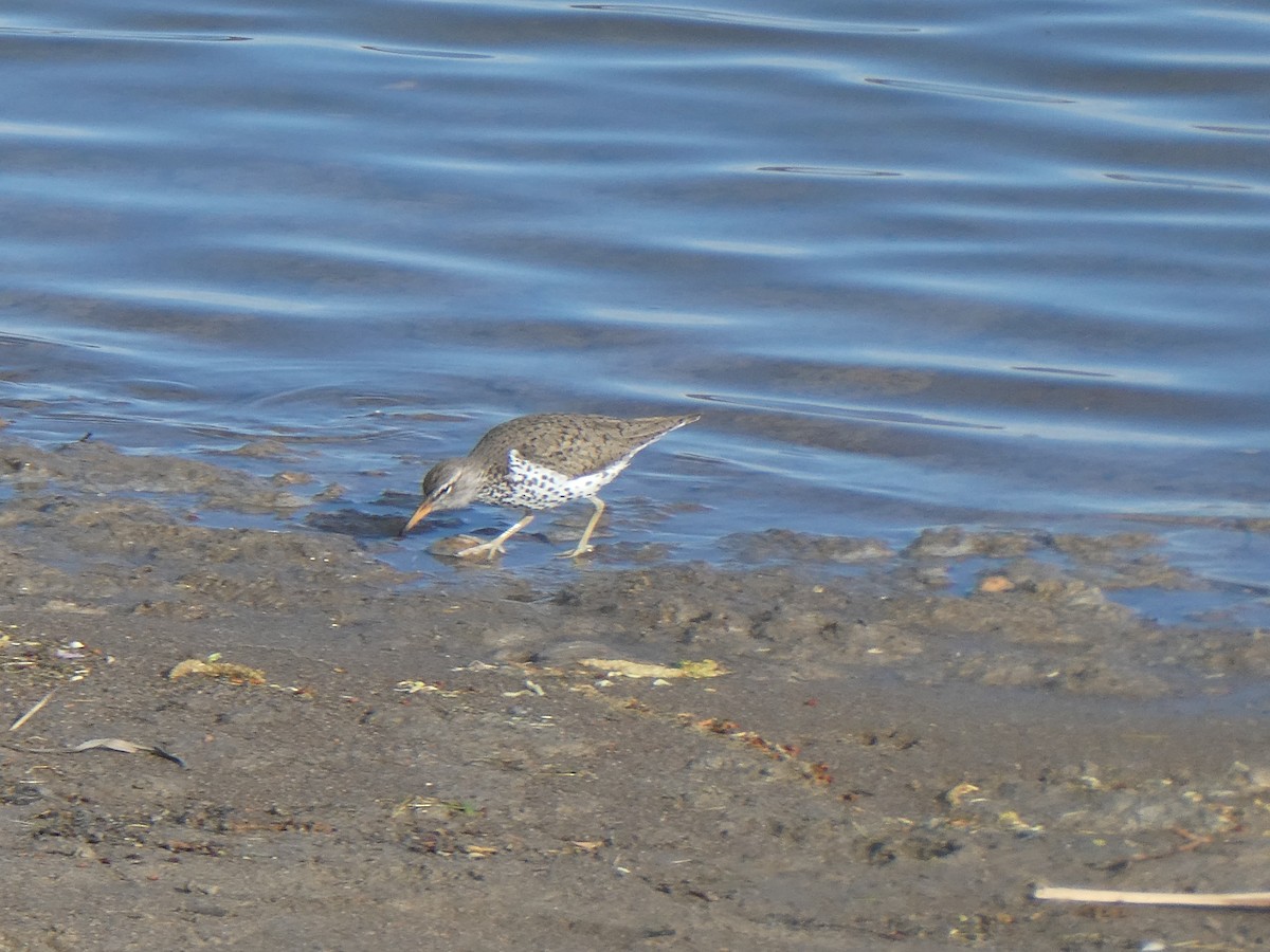 Spotted Sandpiper - ML617826714