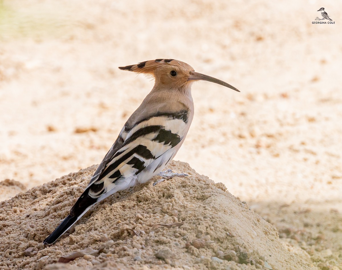 Eurasian Hoopoe - ML617826735