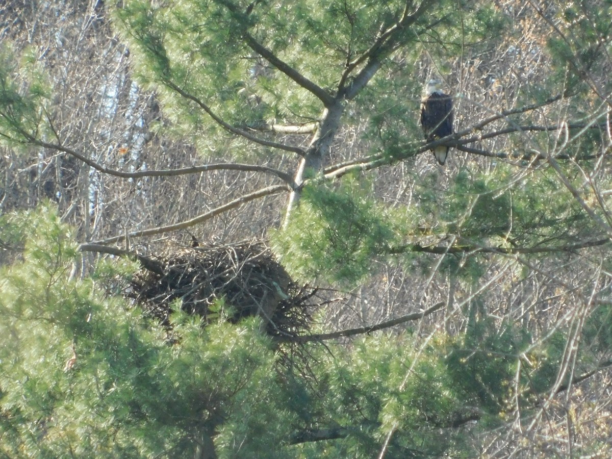 Bald Eagle - ML617826738