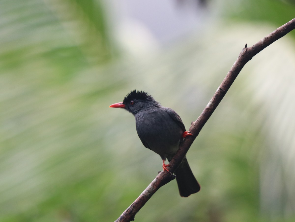 Square-tailed Bulbul - ML617826741