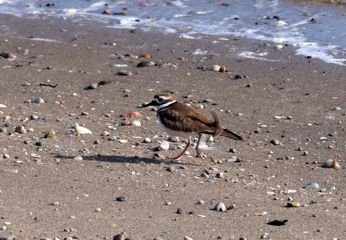 Killdeer - roger beaupre