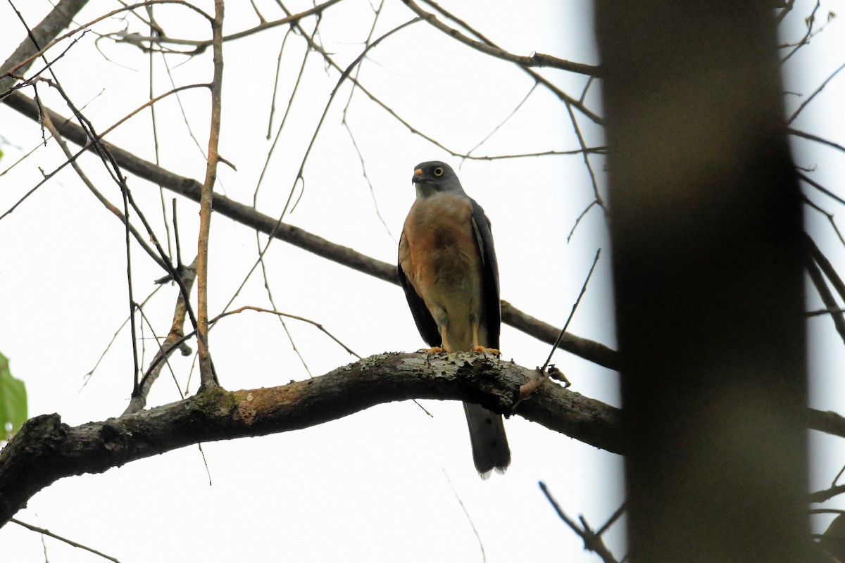 Chinese Sparrowhawk - Mayoh DE Vleeschauwer