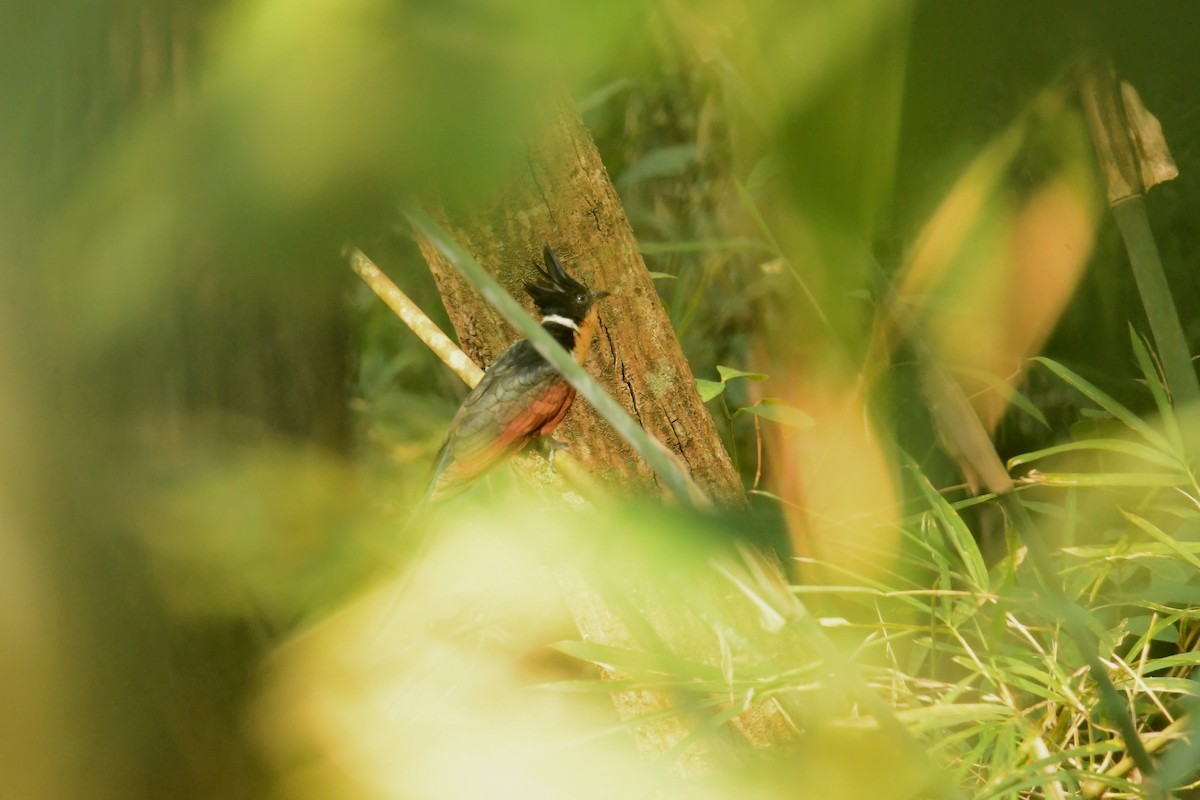 Chestnut-winged Cuckoo - ML617826755