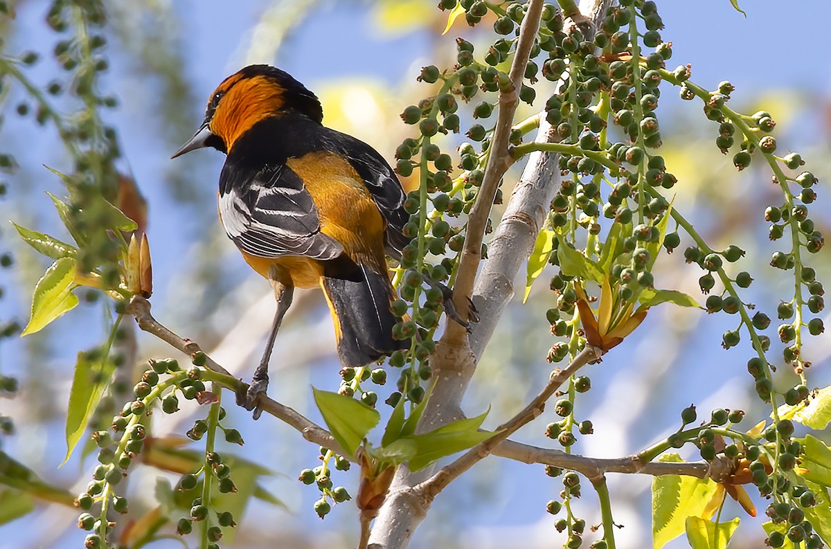 Bullock's Oriole - ML617826775