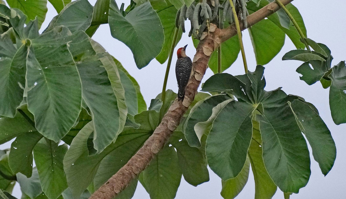 Red-crowned Woodpecker - ML617826782