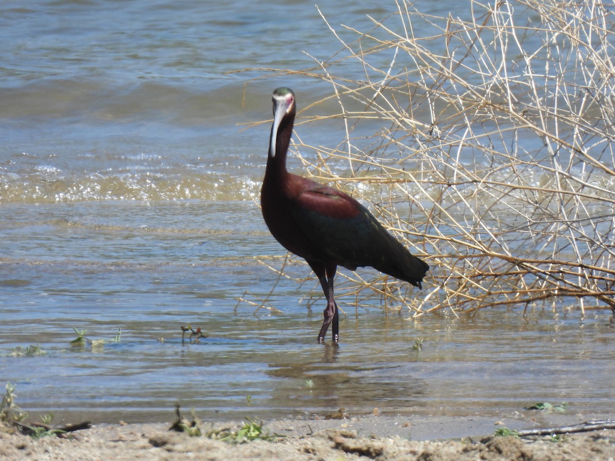 ibis americký - ML617826794