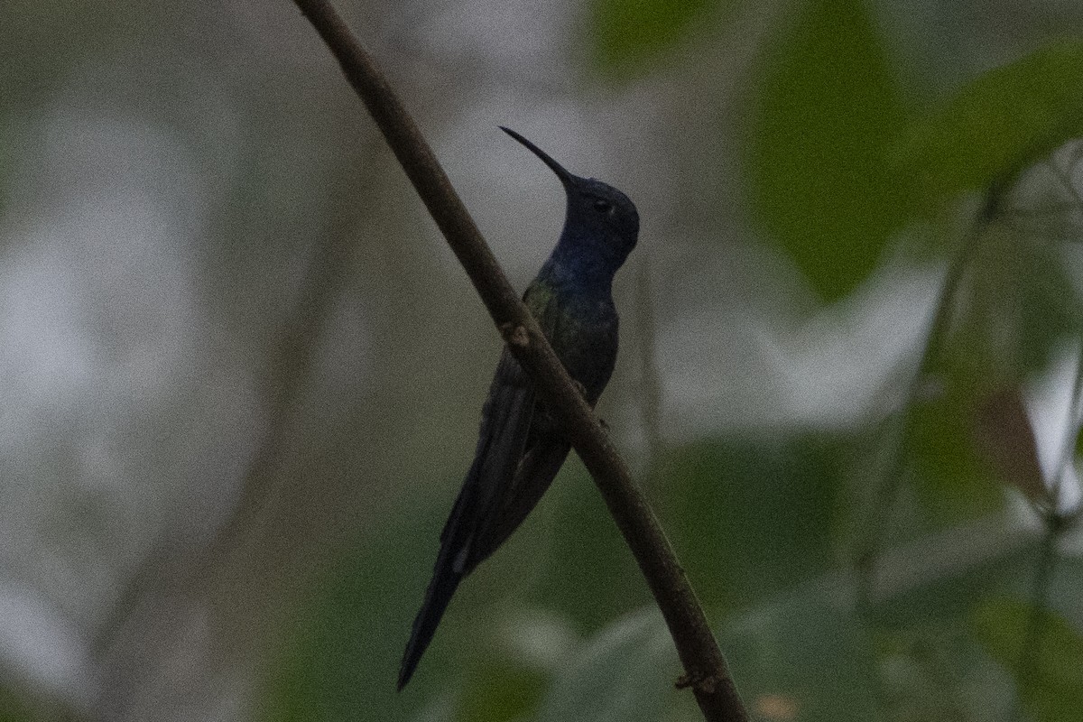 Swallow-tailed Hummingbird - ML617826797