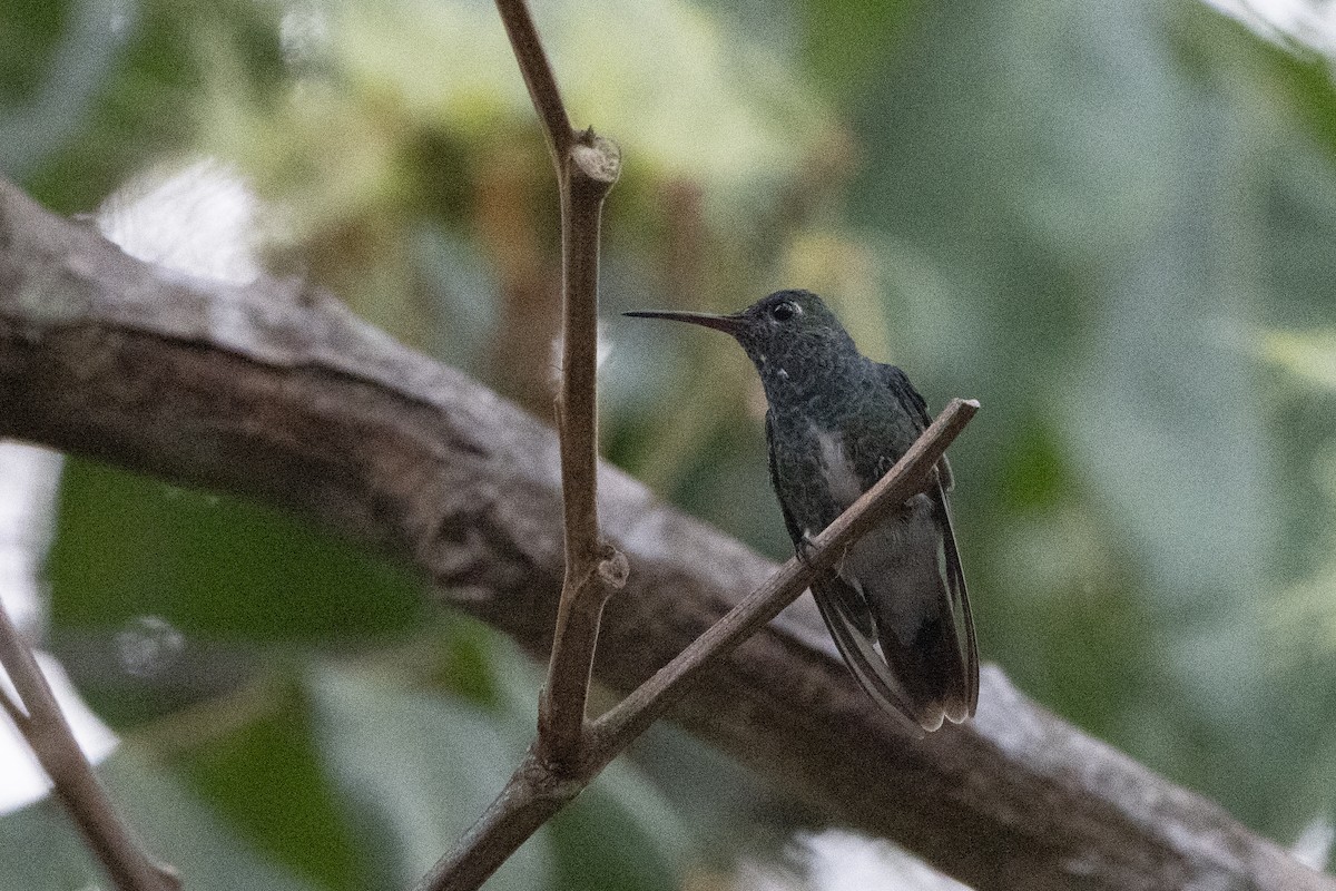 Glittering-throated Emerald - ML617826809