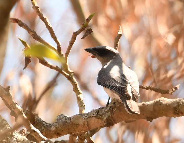 Large Cuckooshrike - Sunanda Vinayachandran