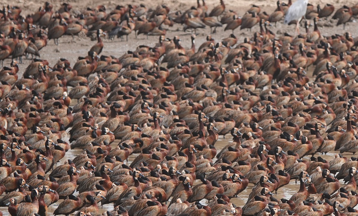 White-faced Whistling-Duck - Nick Addey
