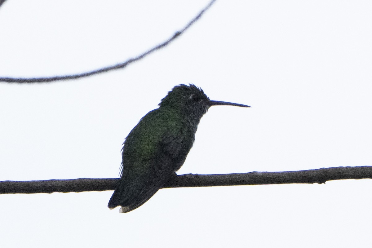 Glittering-throated Emerald - ML617826831