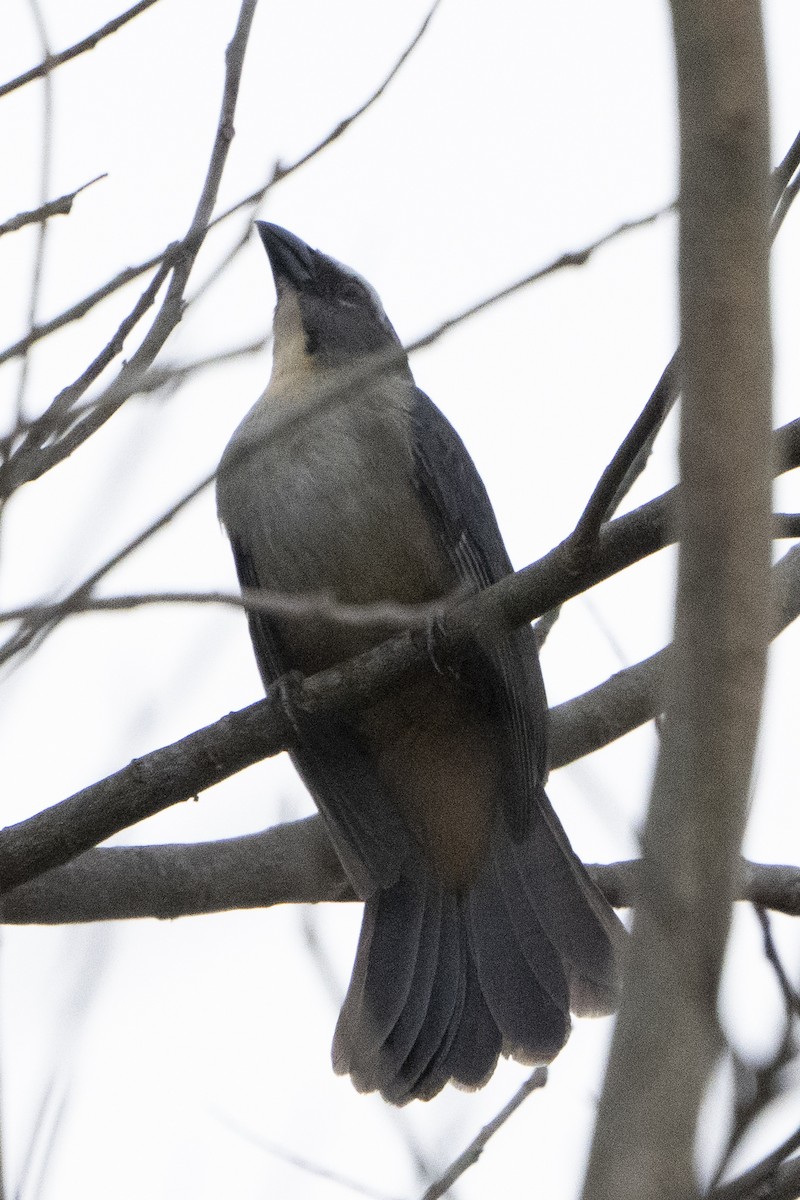 Bluish-gray Saltator - ML617826849