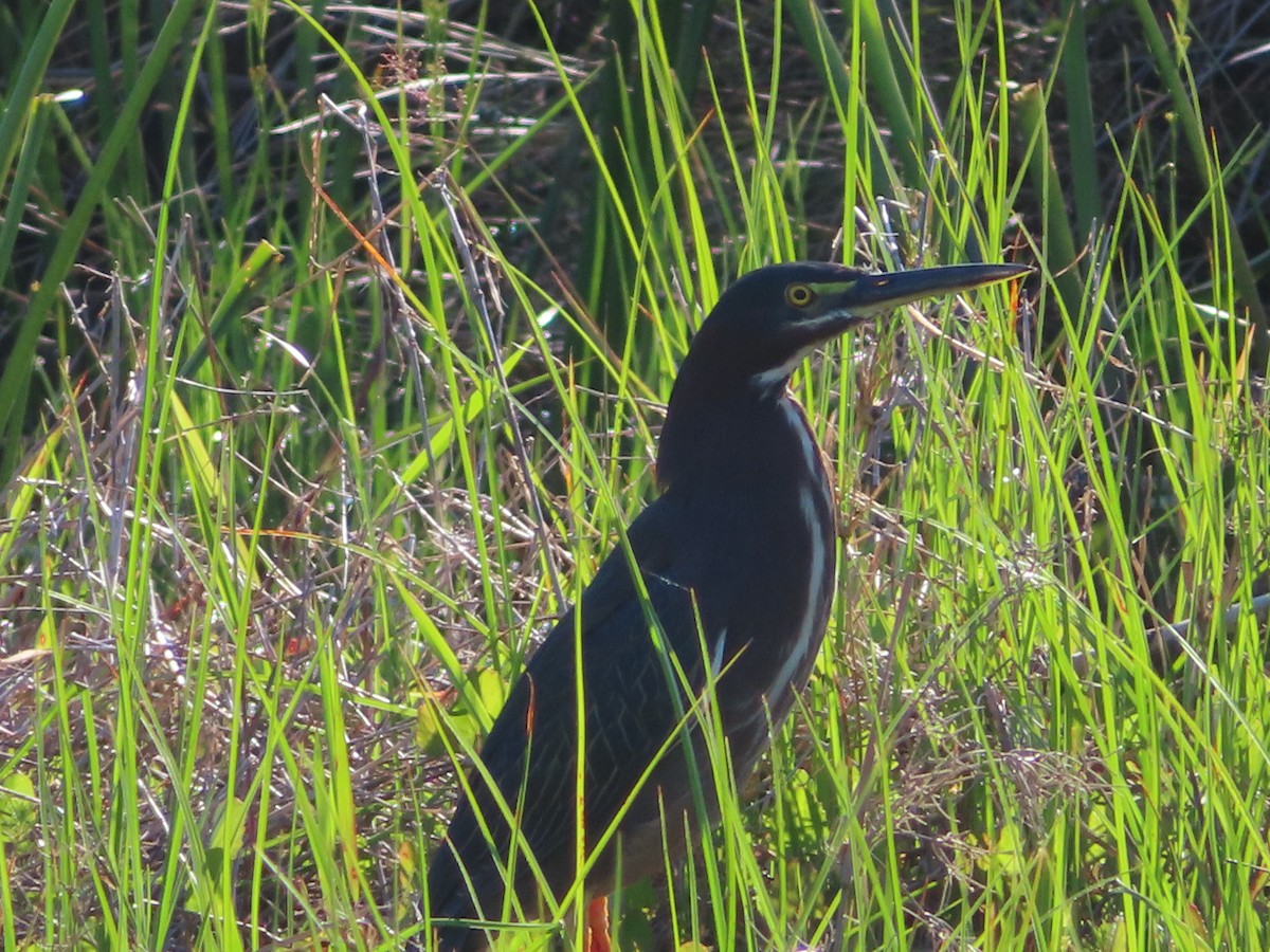 Green Heron - ML617826882