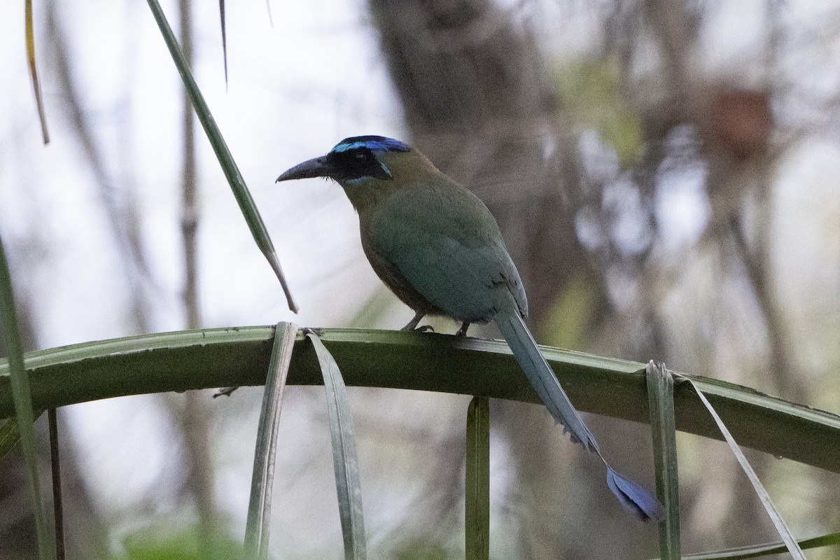 Amazonian Motmot - ML617826904