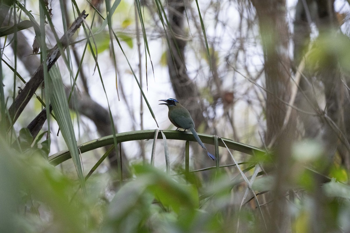 Amazonian Motmot - ML617826905