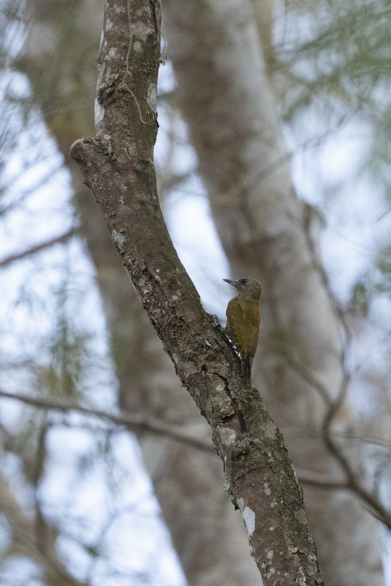 Little Woodpecker - ML617826944