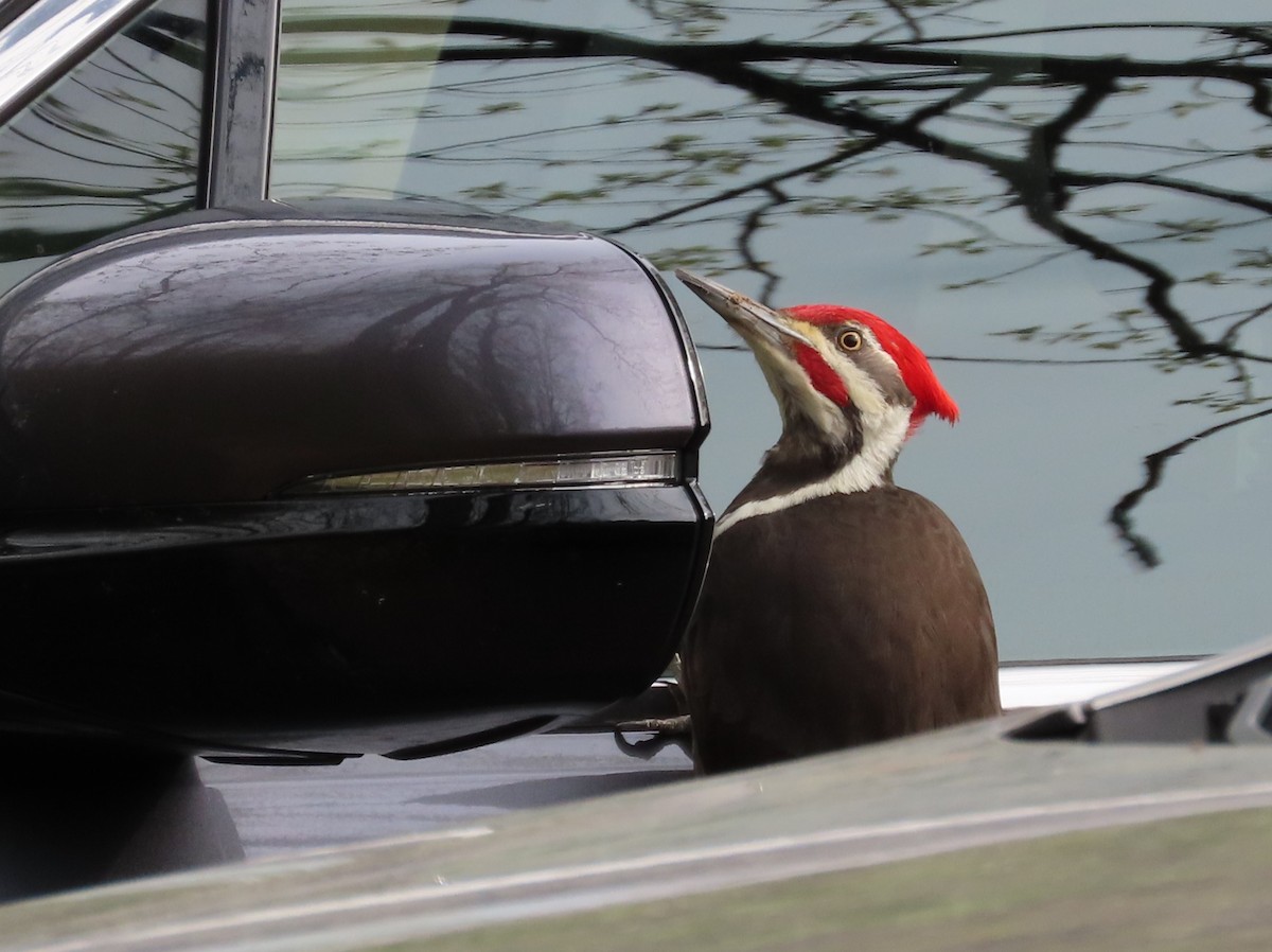 Pileated Woodpecker - ML617826977