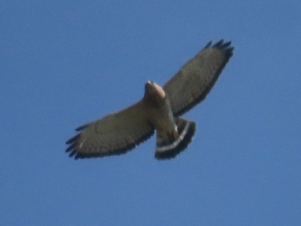 Broad-winged Hawk - ML617827007