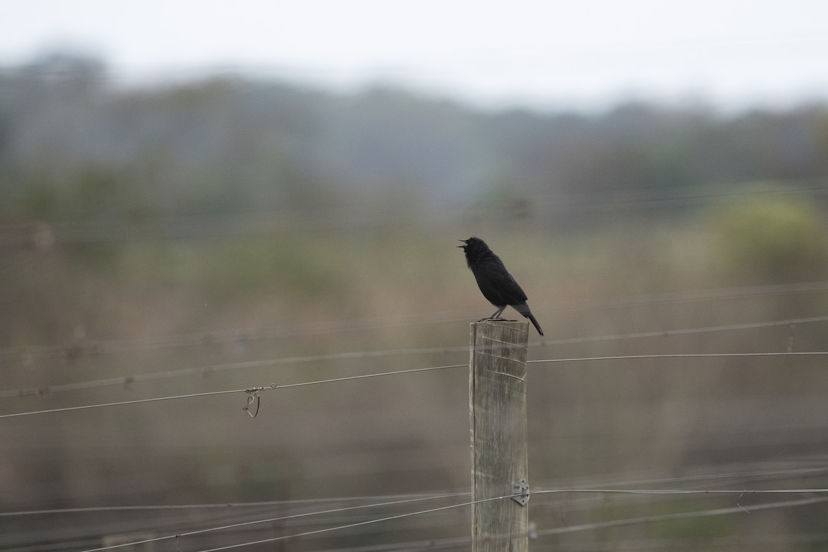 Chopi Blackbird - ML617827011