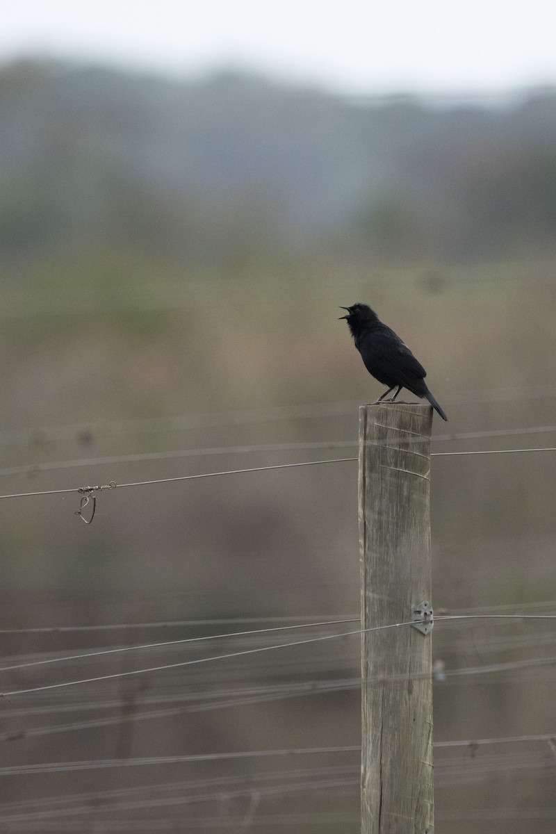 Chopi Blackbird - Kyle Arpke