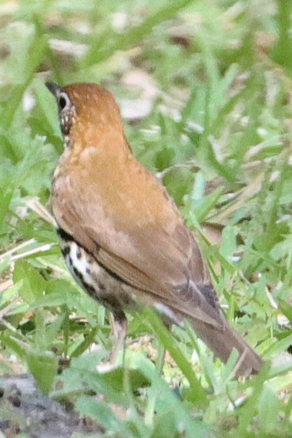 Wood Thrush - ML617827016