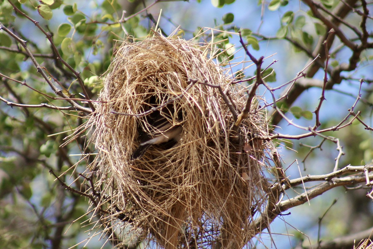 White-browed Sparrow-Weaver - ML617827037