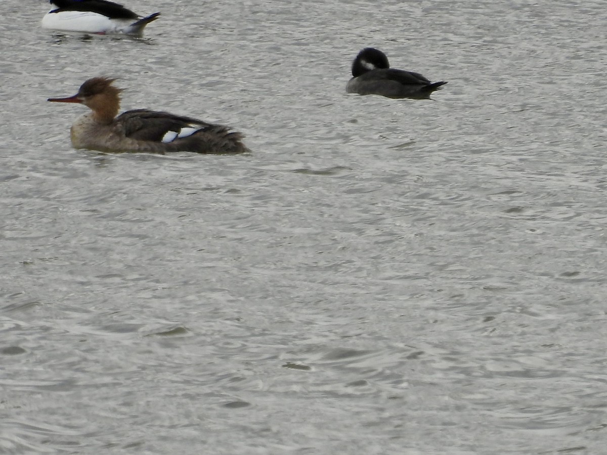 Red-breasted Merganser - ML617827043