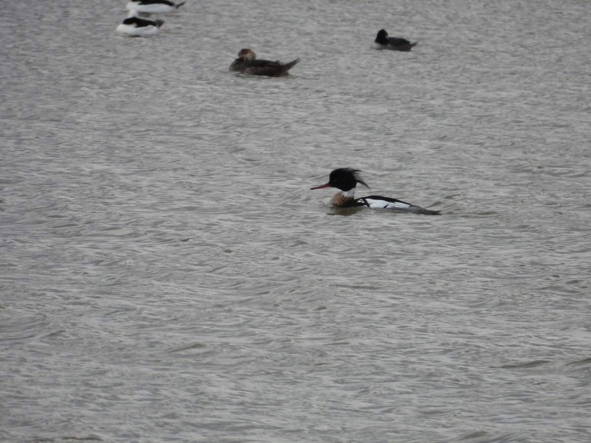 Red-breasted Merganser - ML617827044