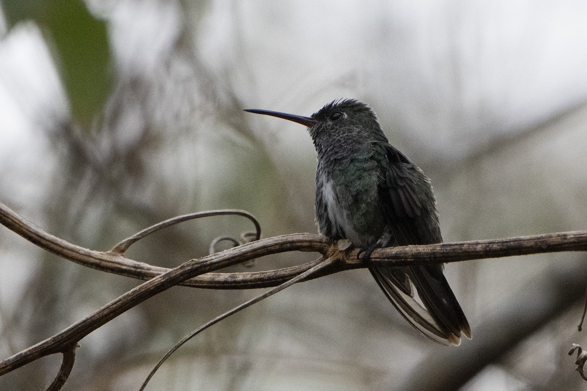 Glittering-throated Emerald - ML617827066