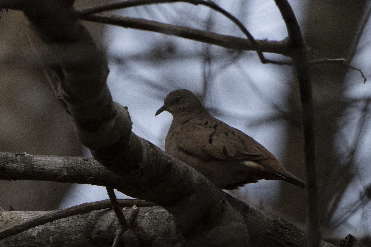 Ruddy Ground Dove - ML617827082