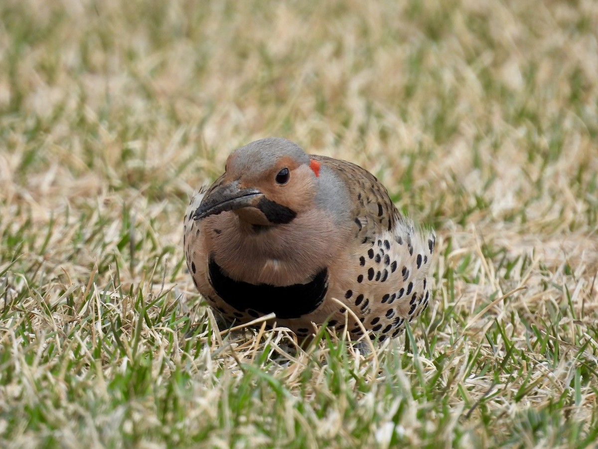 Northern Flicker - ML617827100